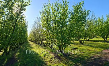 Gran casa patronal y campo de avellanos
