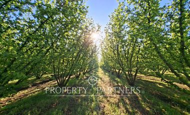 Gran casa patronal y campo de avellanos