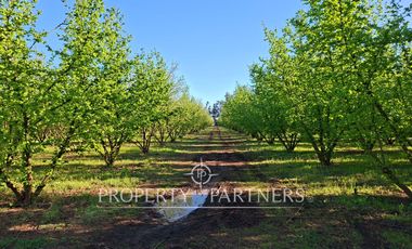 Gran casa patronal y campo de avellanos