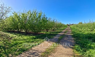 Gran casa patronal y campo de avellanos
