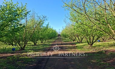 Gran casa patronal y campo de avellanos