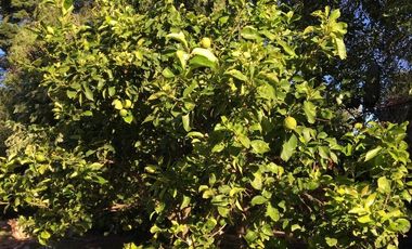 CHALET EN VENTA EN SIERRA DE LOS PADRES - BAJO SU VALOR!!!