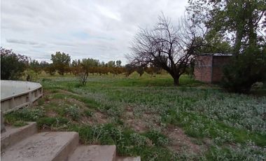 Interesante Finca En Venta con hermosa casa-San Rafael Mendoza - Colonia Elena