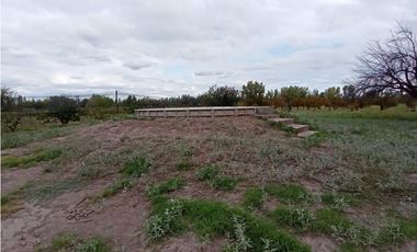 Interesante Finca En Venta con hermosa casa-San Rafael Mendoza - Colonia Elena