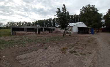 Interesante Finca En Venta con hermosa casa-San Rafael Mendoza - Colonia Elena