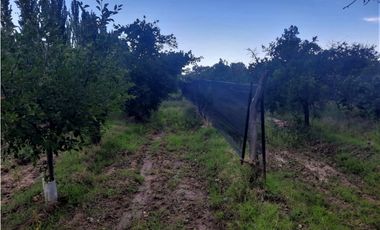 Finca Con Producción En Venta  - Rama Caída