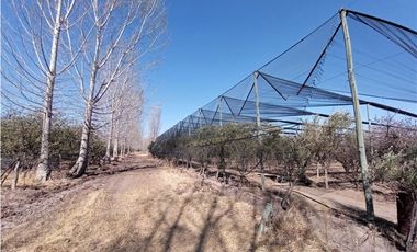 Finca Con Producción En Venta  - Rama Caída