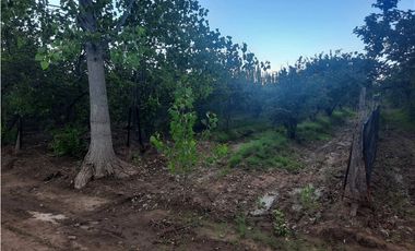 Finca Con Producción En Venta  - Rama Caída