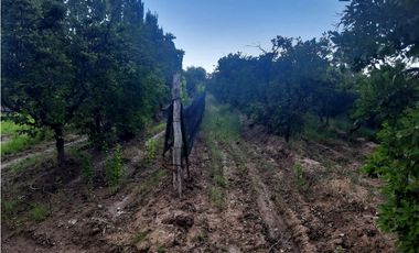 Finca Con Producción En Venta  - Rama Caída