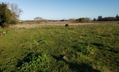 Terreno / Lote en alquiler de 57750m2 ubicado en Parque Palermo