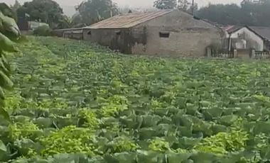 Tanah Di Pangalengan Cocok Untuk Tempat Wisata