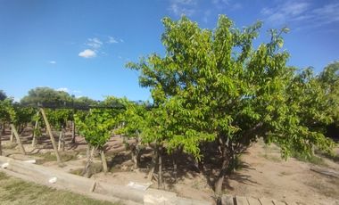 Excelente Casa quinta sobre ruta!! En Venta-Cuadro Benegas San Rafael