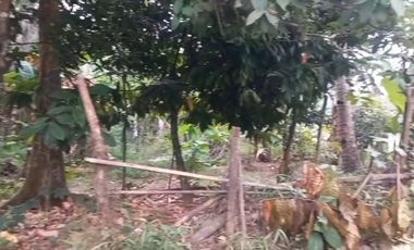 TANAH INDUSTRI COCOK UNTUK KAWASAN DI LEBAK BANTEN  AKSES KONTAINER