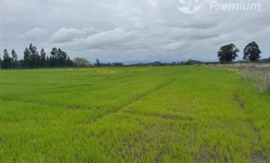 Agrícola en Venta en Peralillo