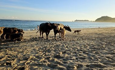 Tanah murah pinggir Torok Lombok. Cocok untuk hotel atau villa