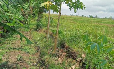 Tanah kontrak dekat nyanyi buit