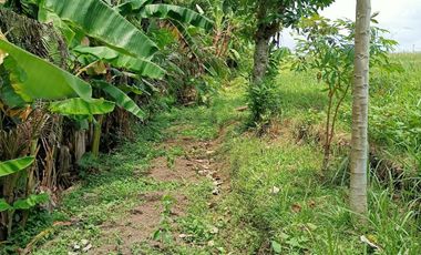 Tanah kontrak dekat nyanyi buit