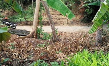 Tanah kontrak dekat nyanyi buit