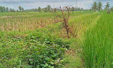 Tanah kontrak dekat nyanyi buit
