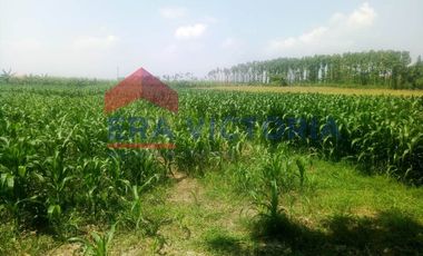 Tanah Sawah DIJUAL Di Komplek Perumahan Dekat Pondok Pesantren Lirboyo
