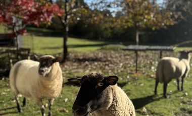 Venta De Casa Sobre Viña En Parcela Vista Al Lago + 3 Ca