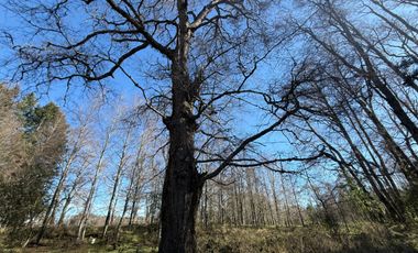 Venta Parcela Villarrica en sector Los Guindos
