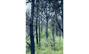 TERRENO EN VENTA  19 HECTAREAS EN TULANCINGO