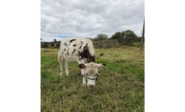 FINCA SE VENDE SOTAQUIR BOYAC