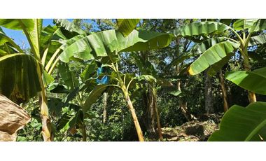 VENDO FINCA EN SANTA BARBARA ANTIOQUIA