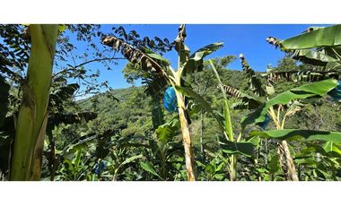 VENDO FINCA EN SANTA BARBARA ANTIOQUIA