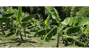 VENDO FINCA EN SANTA BARBARA ANTIOQUIA
