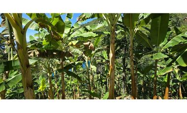 VENDO FINCA EN SANTA BARBARA ANTIOQUIA