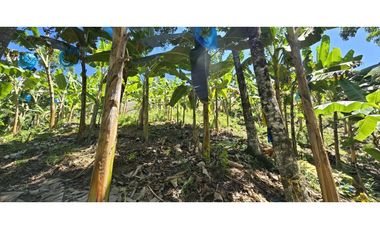 VENDO FINCA EN SANTA BARBARA ANTIOQUIA