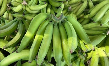 VENDO FINCA EN SANTA BARBARA ANTIOQUIA
