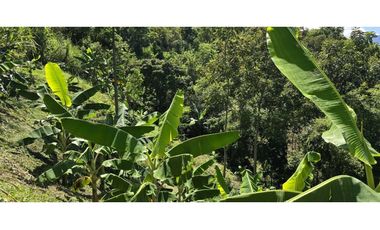 VENDO FINCA EN SANTA BARBARA ANTIOQUIA