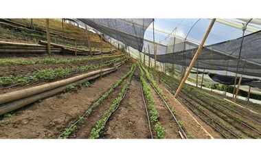 VENDO FINCA EN SANTA BARBARA ANTIOQUIA