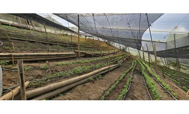 VENDO FINCA EN SANTA BARBARA ANTIOQUIA