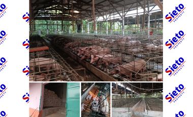 Dijual Peternakan Babi Modern yang Super Bersih dan Murah di Blitar