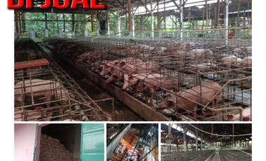 Dijual Peternakan Babi Modern yang Super Bersih dan Murah di Blitar