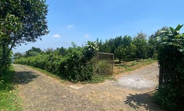 LAHAN KEBUN JERUK LOKASI BUMIAJI KOTA BATU