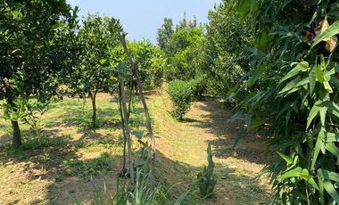 LAHAN KEBUN JERUK LOKASI BUMIAJI KOTA BATU