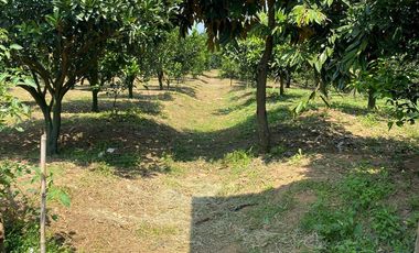 LAHAN KEBUN JERUK LOKASI BUMIAJI KOTA BATU