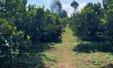 LAHAN KEBUN JERUK LOKASI BUMIAJI KOTA BATU