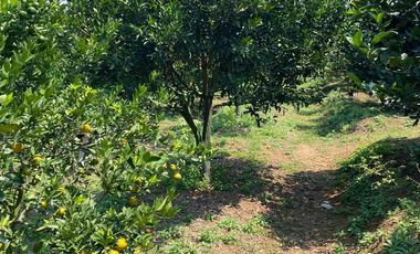 LAHAN KEBUN JERUK LOKASI BUMIAJI KOTA BATU