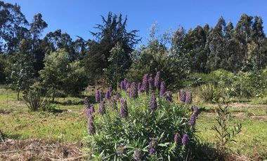 Parcela en Venta en Fundo San José de Cahuil, Parcela 4