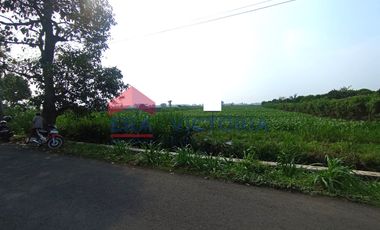 tanah 3848 m2 di Area Kampung Inggris Pare Kab Kediri Dijual