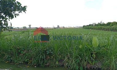 tanah 3848 m2 di Area Kampung Inggris Pare Kab Kediri Dijual