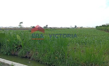 tanah 3848 m2 di Area Kampung Inggris Pare Kab Kediri Dijual