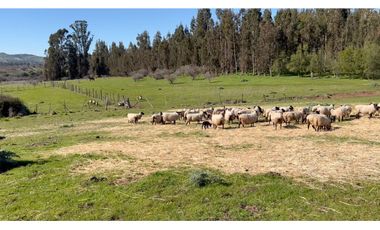 EXCELENTE!! Parcelas de 5.000 m2 con Rol Propio en "Lomas de Quiñicaben", Litueche