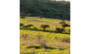 EXCELENTE!! Parcelas de 5.000 m2 con Rol Propio en "Lomas de Quiñicaben", Litueche